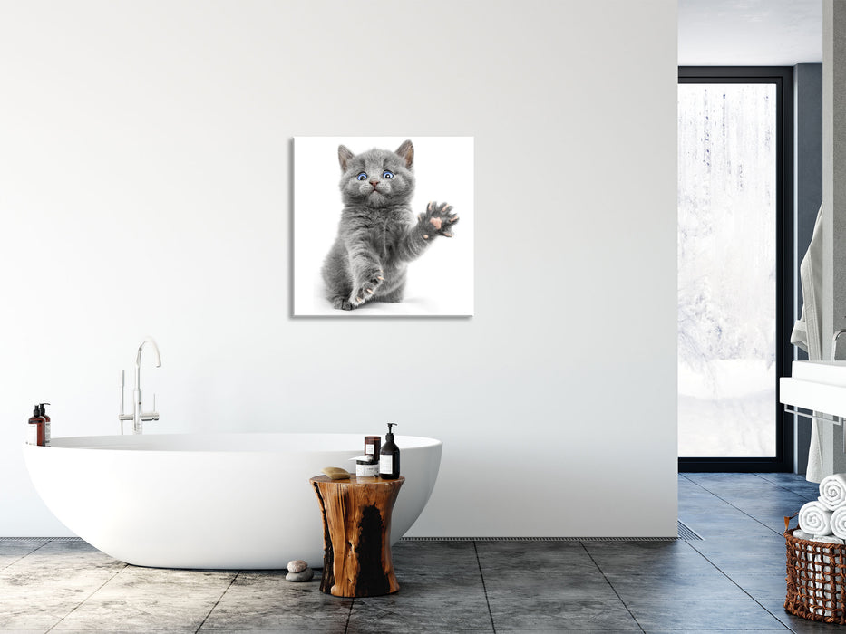 Babykatze die bettelt, Glasbild Quadratisch