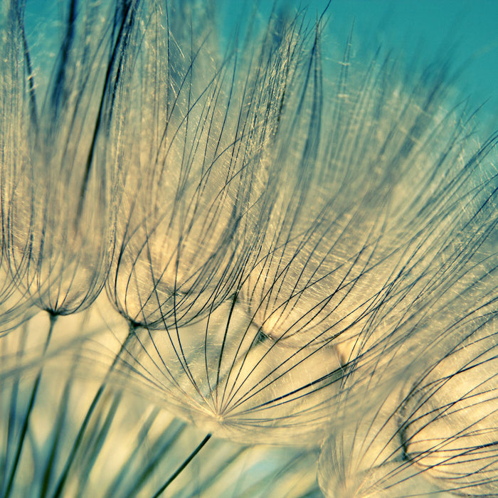 Pusteblumen, Glasbild Quadratisch