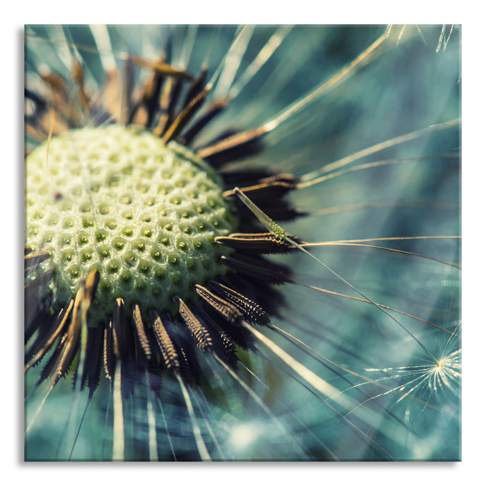 Pixxprint Pusteblume, Glasbild Quadratisch