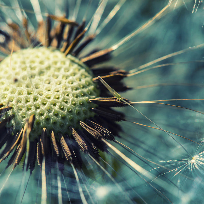 Pusteblume, Glasbild Quadratisch