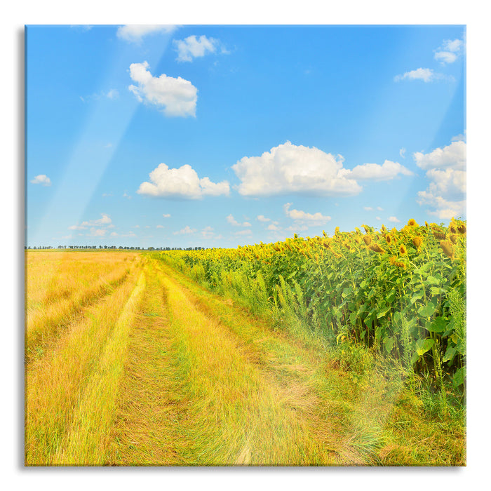 Pixxprint Feldweg am Wald, Glasbild Quadratisch