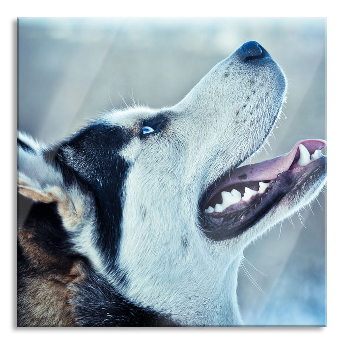 Pixxprint Husky von der Seite, Glasbild Quadratisch