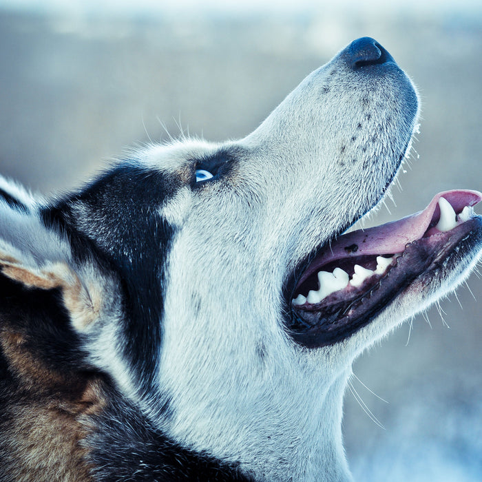 Husky von der Seite, Glasbild Quadratisch