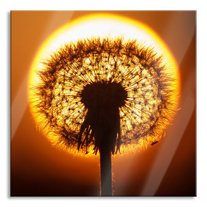 Pixxprint Pusteblume abends, Glasbild Quadratisch