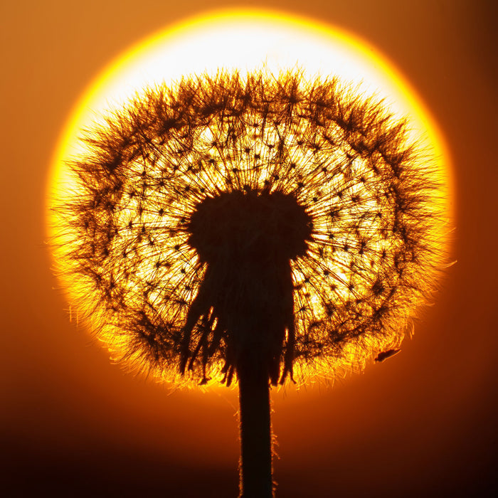 Pusteblume abends, Glasbild Quadratisch