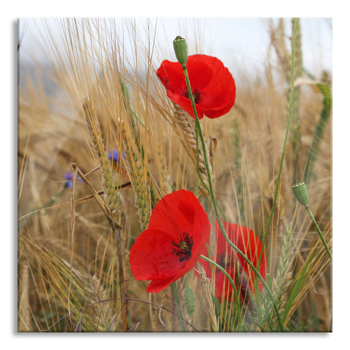 Pixxprint Mohnblumen im Getreidefeld, Glasbild Quadratisch