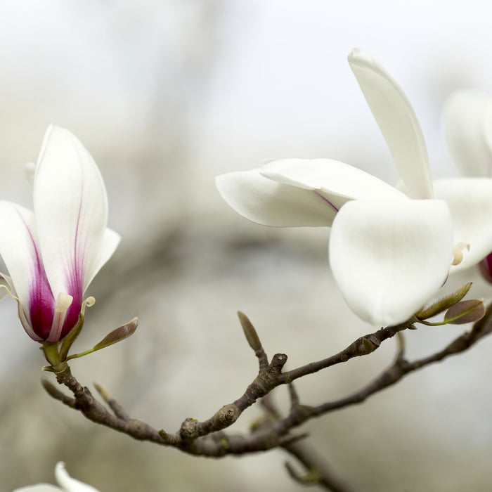 Weiße Baumblüten, Glasbild Quadratisch