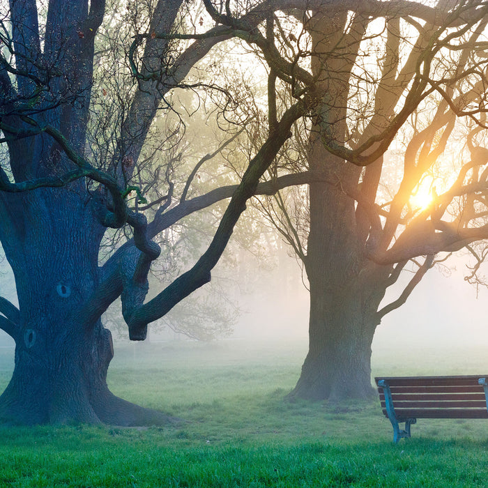 Baum und Bank im Nebel, Glasbild Quadratisch