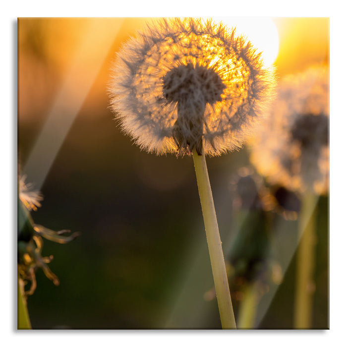 Pixxprint Pusteblume, Glasbild Quadratisch