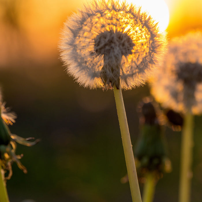 Pusteblume, Glasbild Quadratisch