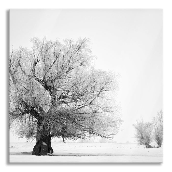 Pixxprint Bäume im Schnee Nebel, Glasbild Quadratisch