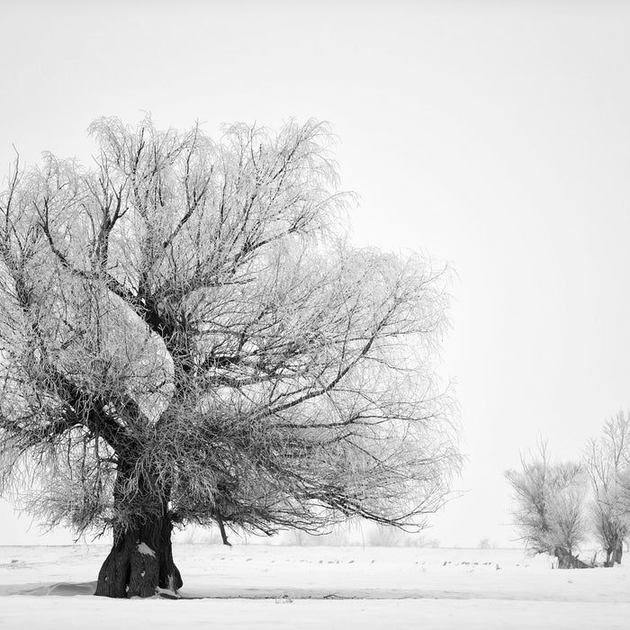 Bäume im Schnee Nebel, Glasbild Quadratisch