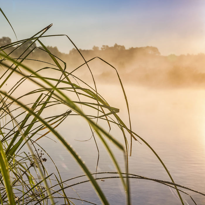 Schilf am See, Glasbild Quadratisch