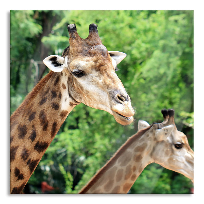 Pixxprint Giraffen, Glasbild Quadratisch