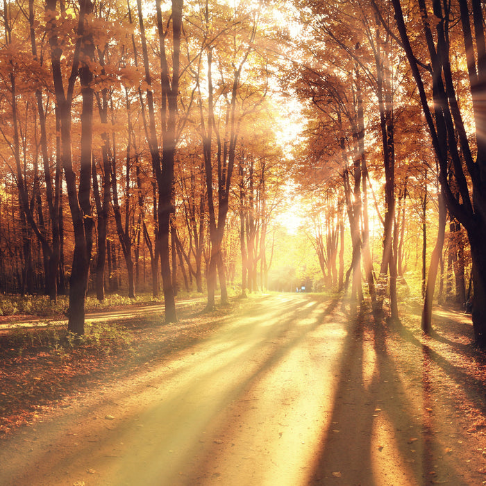 Baumallee im Herbst, Glasbild Quadratisch