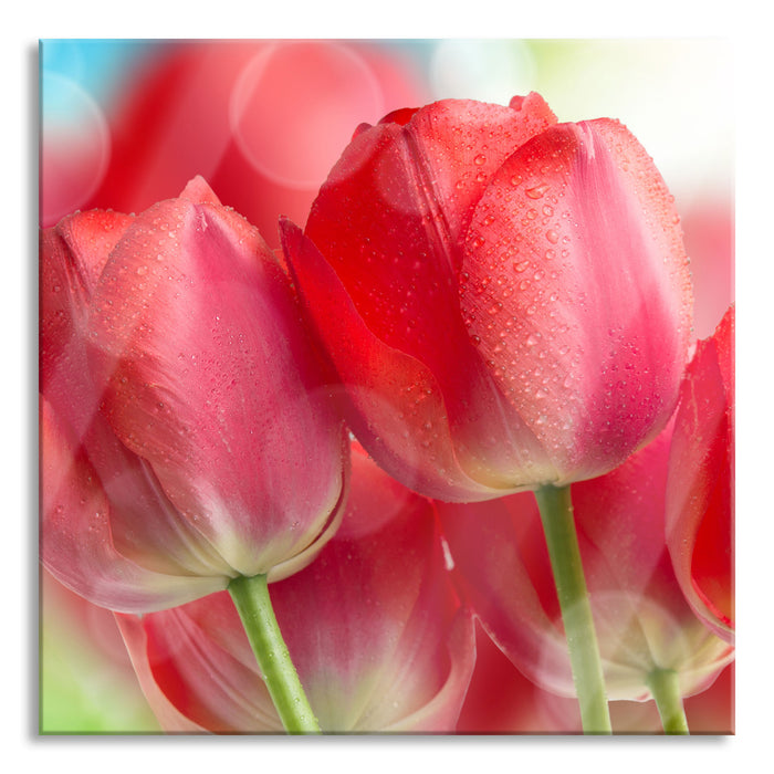 Pixxprint Rote Tulpen, Glasbild Quadratisch