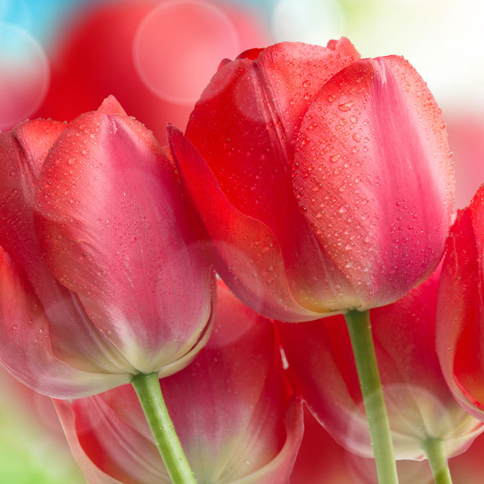 Rote Tulpen, Glasbild Quadratisch