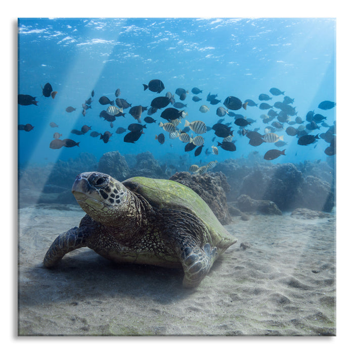 Pixxprint Schildkröte am Meeresboden, Glasbild Quadratisch