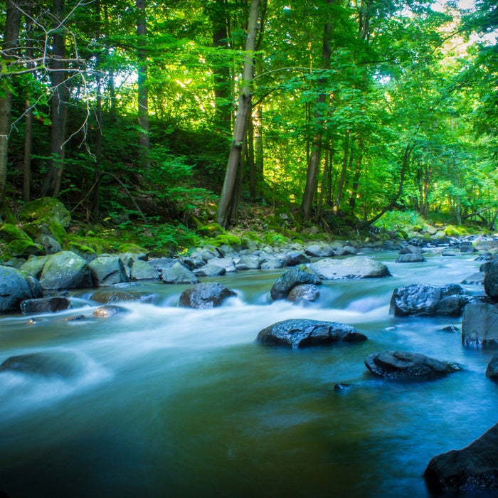 Fluss im Wald mit Steinen, Glasbild Quadratisch