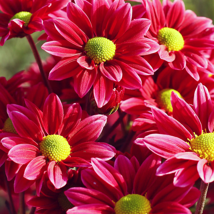 Rote Blüten, Glasbild Quadratisch