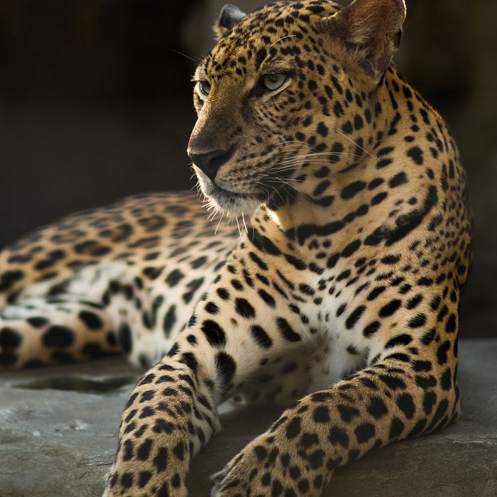 Majestätischer Leopard, Glasbild Quadratisch