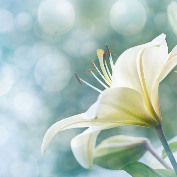 Wunderschöne Lilien, Glasbild Quadratisch