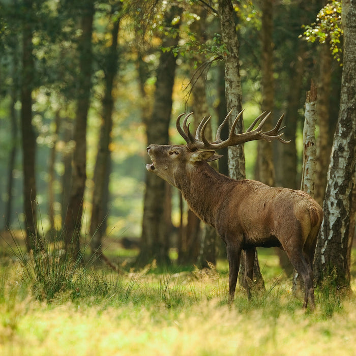 Hirsch im Wald, Glasbild Quadratisch