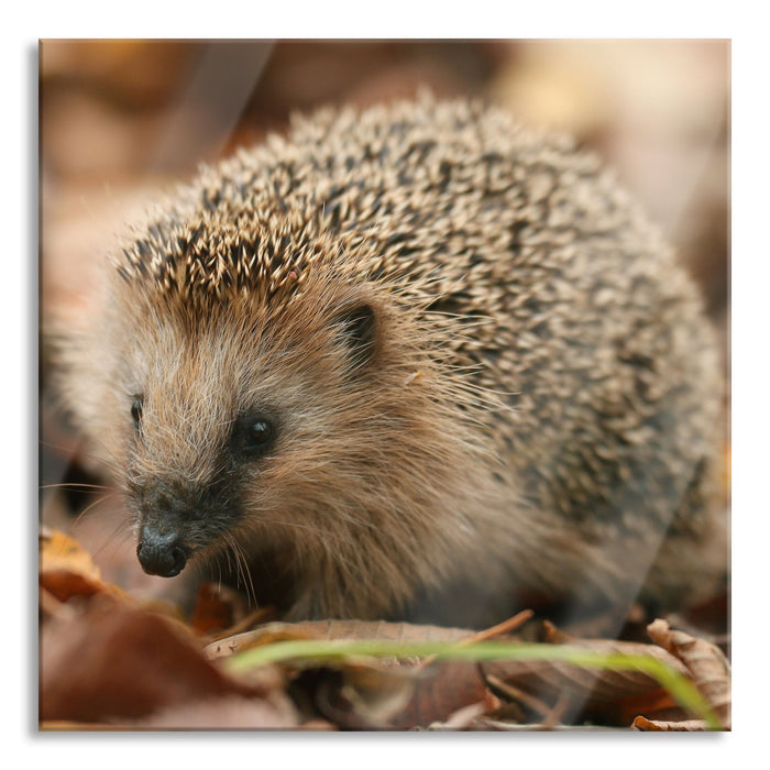 Pixxprint Kleiner Igel, Glasbild Quadratisch