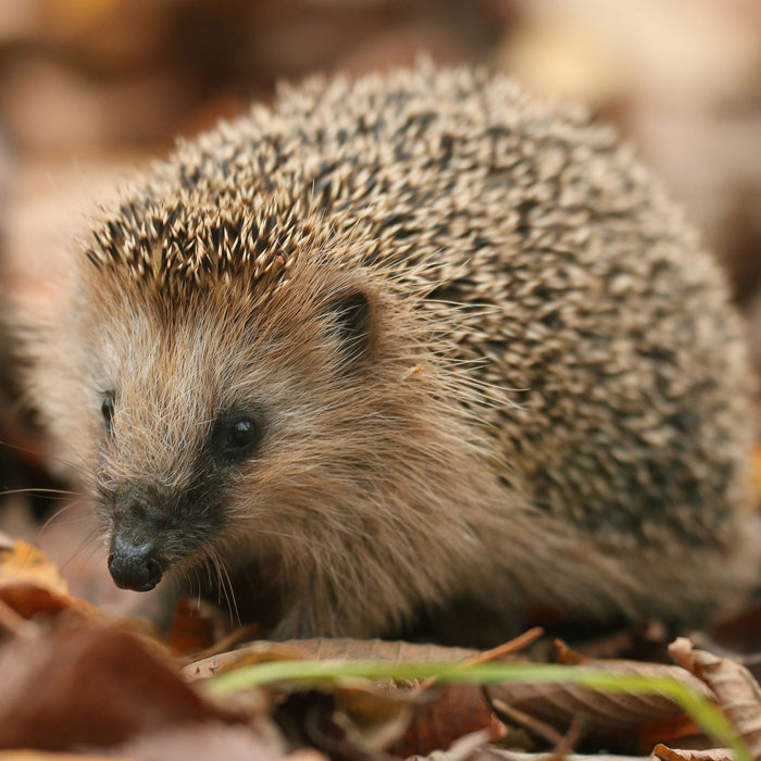 Kleiner Igel, Glasbild Quadratisch