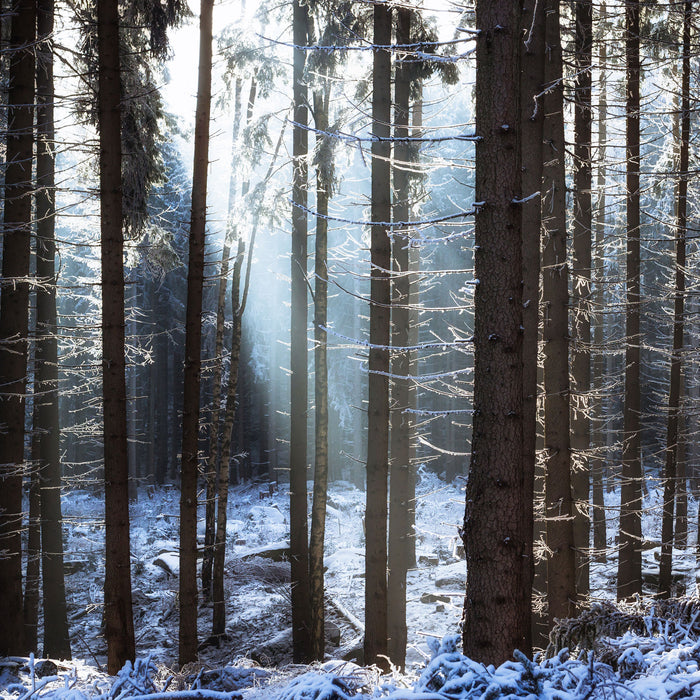 Winterwald, Glasbild Quadratisch