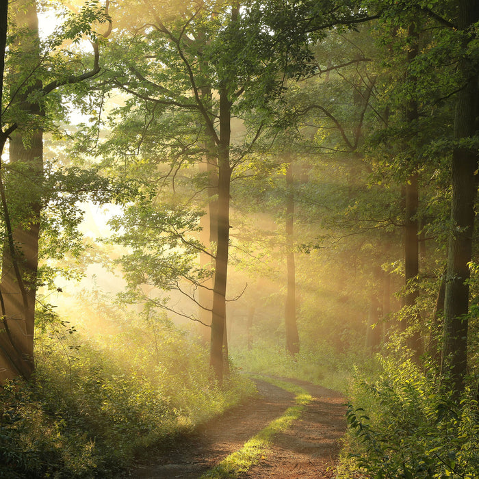 Waldweg, Glasbild Quadratisch