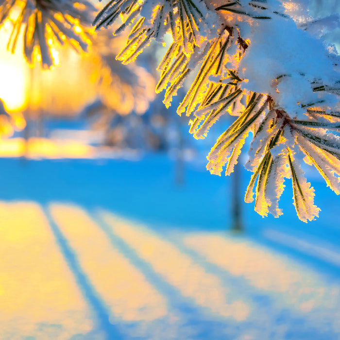 Äste im Frost, Glasbild Quadratisch