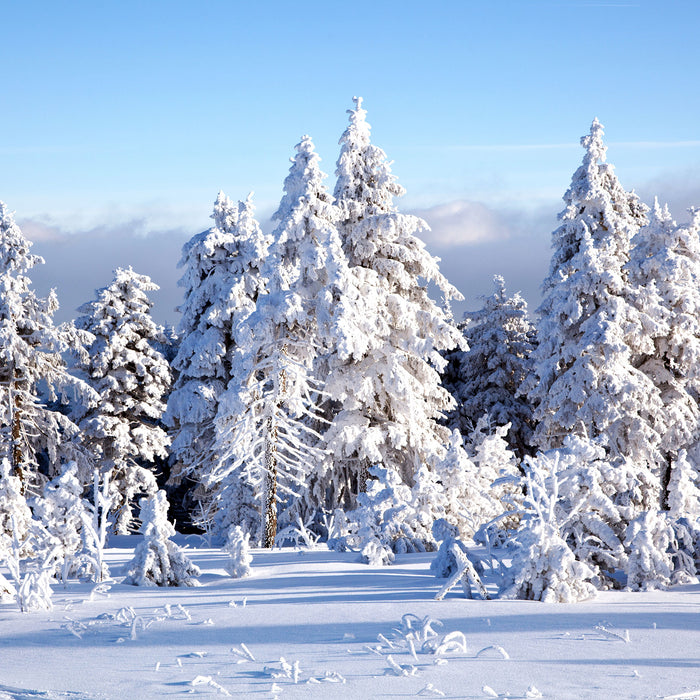 Winterwald, Glasbild Quadratisch