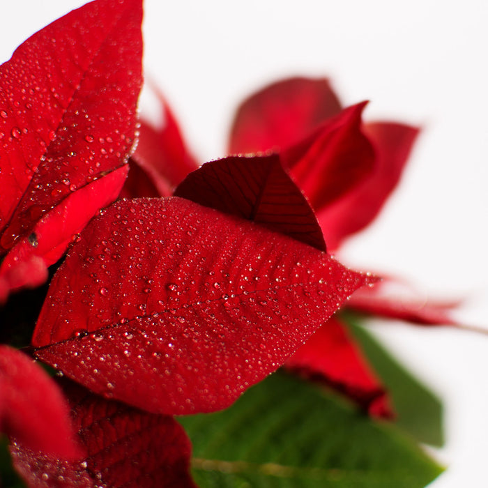 Blüte Weihnachtsstern, Glasbild Quadratisch