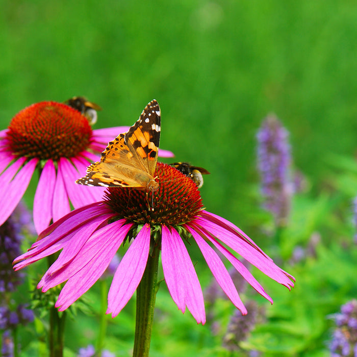 Schmetterling auf Blüte, Glasbild Quadratisch