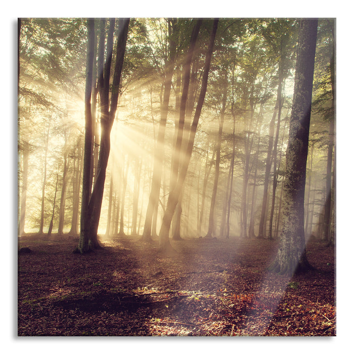 Waldlichtung im Sonnenschein, Glasbild Quadratisch