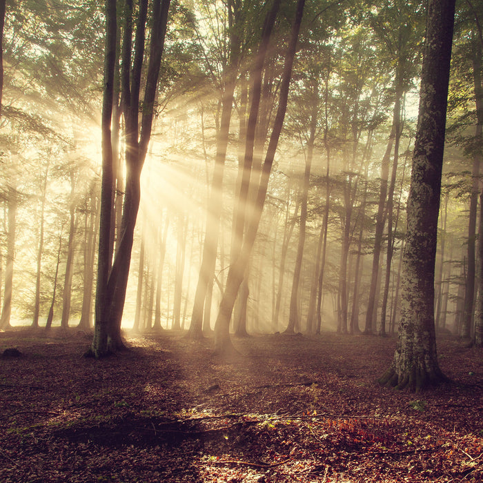 Waldlichtung im Sonnenschein, Glasbild Quadratisch