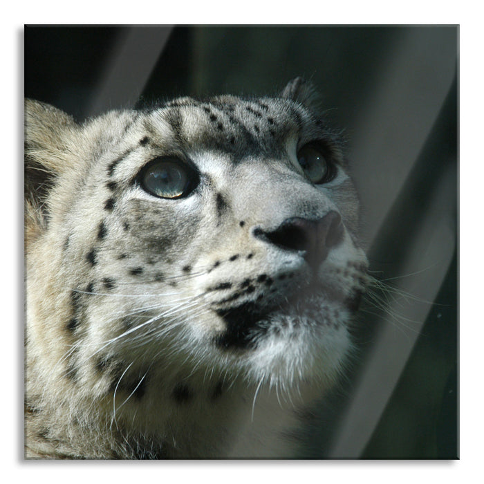 Pixxprint Leopard, Glasbild Quadratisch