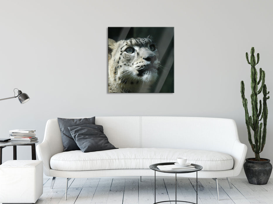 Leopard, Glasbild Quadratisch