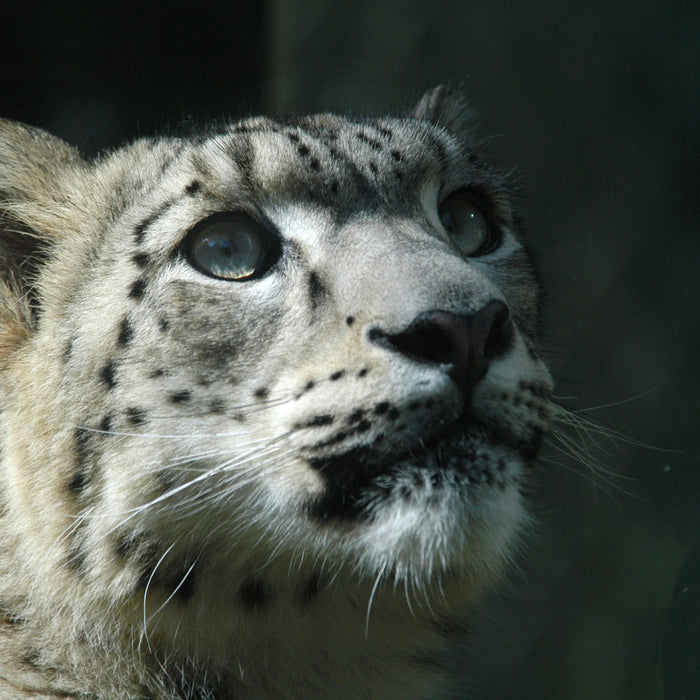 Leopard, Glasbild Quadratisch