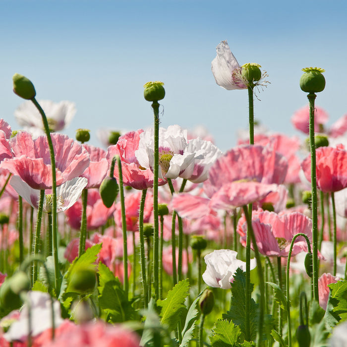 Blumenwiese Mohnblumen, Glasbild Quadratisch