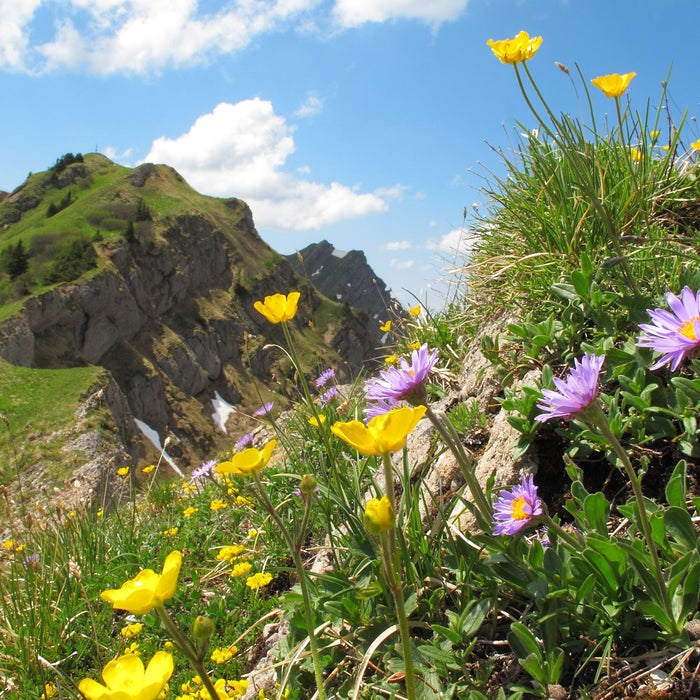 Blumenwiese im Frühling, Glasbild Quadratisch