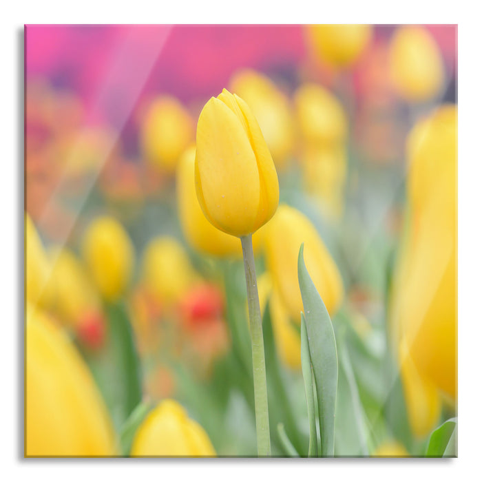 Pixxprint Gelbe Tulpen im Frühling, Glasbild Quadratisch