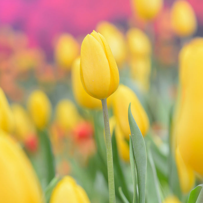 Gelbe Tulpen im Frühling, Glasbild Quadratisch