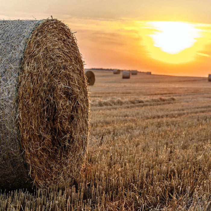 Strohballen auf Feld, Glasbild Quadratisch