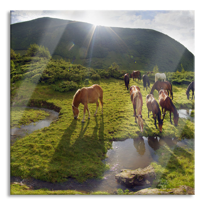 Pixxprint Pferde auf Wiese, Glasbild Quadratisch