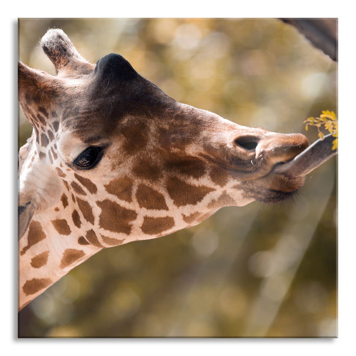 Pixxprint Giraffe Gesicht, Glasbild Quadratisch