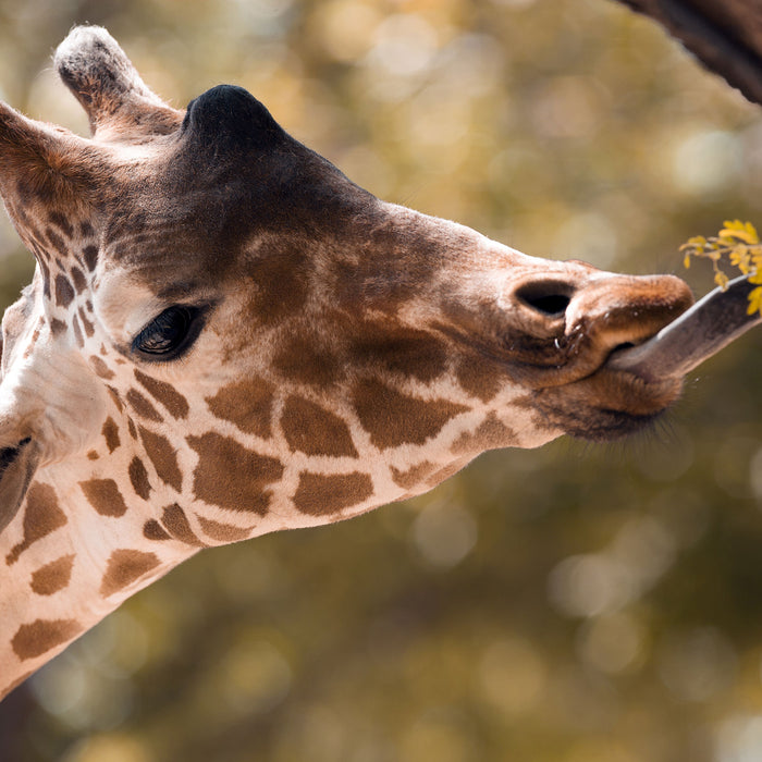 Giraffe Gesicht, Glasbild Quadratisch