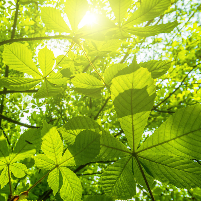 Grüne Blätter, Glasbild Quadratisch