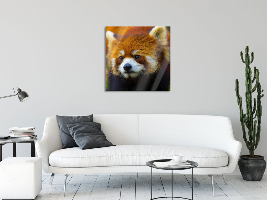 Roter Pandabär auf Ast, Glasbild Quadratisch